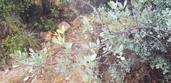 Searsia zeyheri