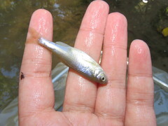 Cyprinella lutrensis