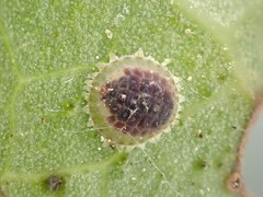 Epelidochiton piperis