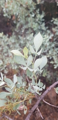 Searsia zeyheri