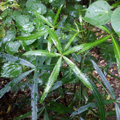 Pseudopanax crassifolius × lessonii