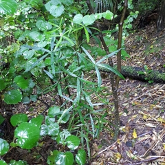 Pseudopanax crassifolius × lessonii