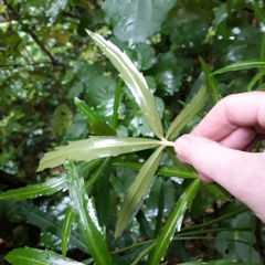 Pseudopanax crassifolius × lessonii