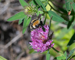 Bombus distinguendus