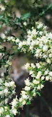 Olearia tubuliflora