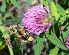 Bombus distinguendus