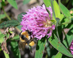 Bombus distinguendus