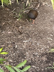Megapodius reinwardt