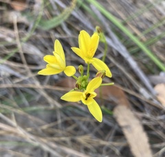 Tricoryne simplex