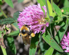 Bombus distinguendus