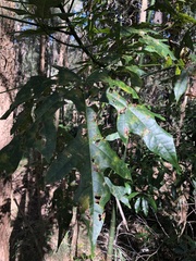 Brachychiton acerifolius
