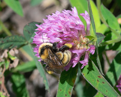 Bombus distinguendus