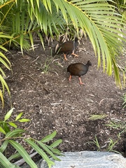 Megapodius reinwardt