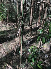 Brachychiton acerifolius