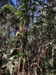 Brachychiton acerifolius