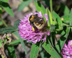 Bombus distinguendus
