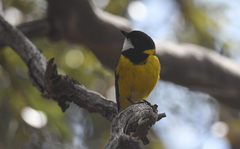 Pachycephala fuliginosa