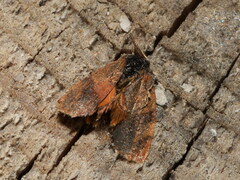 Cacoecimorpha pronubana