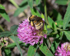 Bombus distinguendus