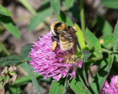 Bombus distinguendus