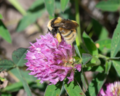 Bombus distinguendus