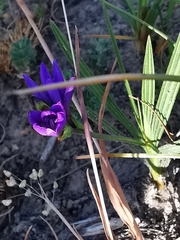 Babiana angustifolia