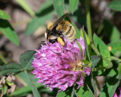 Bombus distinguendus