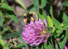 Bombus distinguendus