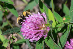 Bombus distinguendus