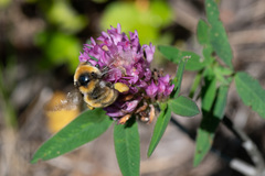 Bombus distinguendus