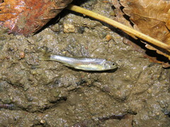 Notropis stramineus