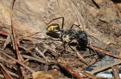 Camponotus auriventris