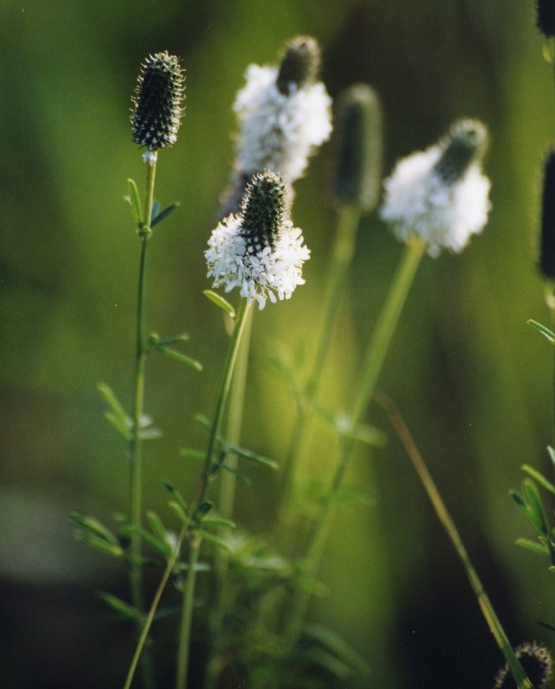 Dalea candida