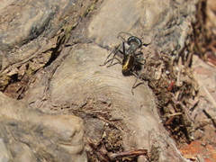 Camponotus auriventris