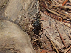 Camponotus auriventris