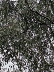 Manorina melanocephala