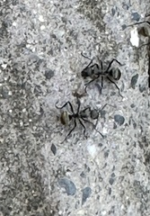 Polyrhachis