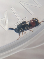 Brachymeria podagrica