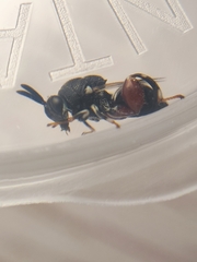 Brachymeria podagrica