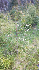 Eucalyptus viminalis