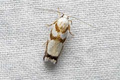 Oecophoridae