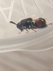 Brachymeria podagrica