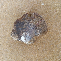 Pterioidea