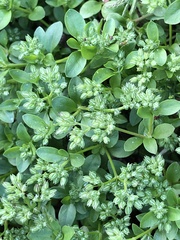 Polycarpon tetraphyllum