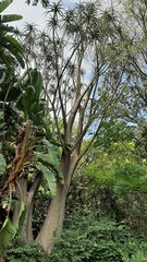 Aloidendron barberae