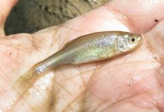 Cyprinella lutrensis