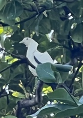 Ducula spilorrhoa