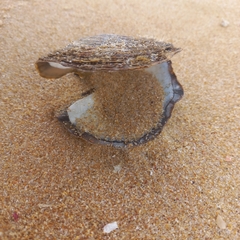 Pterioidea