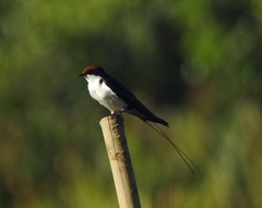 Hirundo smithii