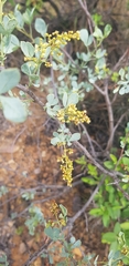 Searsia zeyheri